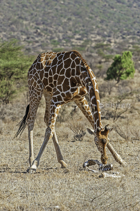 网状长颈鹿(Giraffa camelopardalis reticulata)，也被称为索马里长颈鹿。肯尼亚桑布鲁国家保护区。闻到骨头。